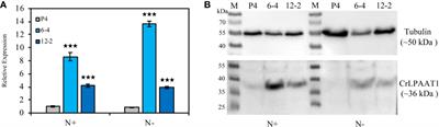Identification and Biotechnical Potential of a Gcn5-Related N-Acetyltransferase Gene in Enhancing Microalgal Biomass and Starch Production